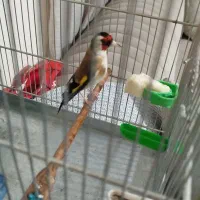 سهره