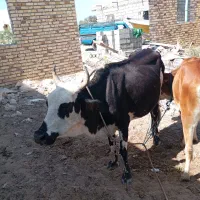 گاو با گوساله