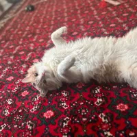 گربه خانگی