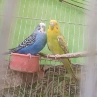 مرغ عشق|پرنده|درح, |دیوار