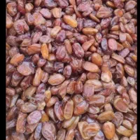 خرمابدون هسته سیس خرمای بی هسته