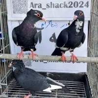 کفتر|پرنده|رفسنجان, |دیوار