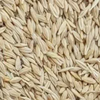 تخم جو هاشمی و جمشید