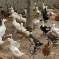 فروش اردک پکنی