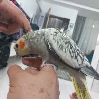 عروس نر سخنگو