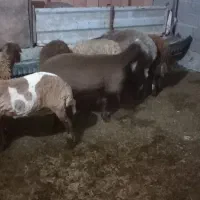 فروش بره نروماده