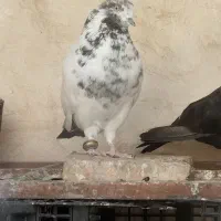 کبوتر پرشی تهرونی