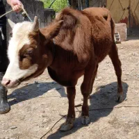 ورزا کوله چالوسی