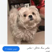 سگ پیداشده