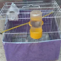 فنچ نو جوان سفید اشکی|پرنده|شاهین‌شهر, گرگاب|دیوار