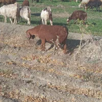 بز ماده جوان|حیوانات مزرعه|بروجرد, |دیوار