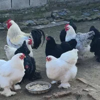 تخم برهما اصل تخم مرغ