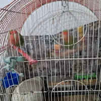 طوطی برزیلی پا کوتاه|پرنده|پاکدشت, پاکدشت (مامازند)|دیوار