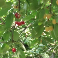 فروش زمین ۱۸۹ متری|فروش زمین و ملک کلنگی|آسارا, |دیوار