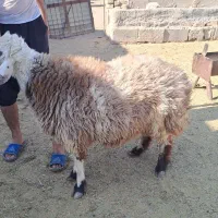 بره بذری یا کشتی