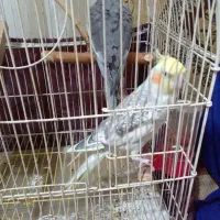 عروس هلندی ماده و نر