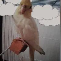 عروس هلندی گم شده|پرنده|گرمسار, |دیوار