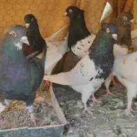 کبوتر کله ای|پرنده|مبارکه, |دیوار