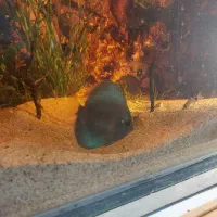 ماهی دیسکس و گورامی