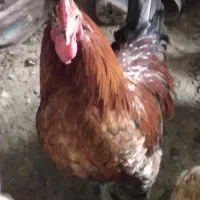 خروس گلین اصیل|حیوانات مزرعه|شهریار, شهرک بهاران (ویره)|دیوار