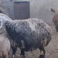 دوعدد میش شیرازی سفت چاق