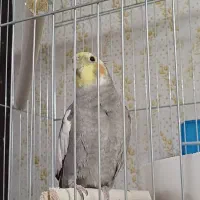 عروس پاریس نر سخنگو