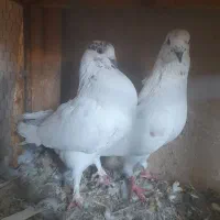 کبوتر