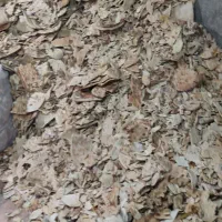 نان خشک تمیز بدون کپک و آشغال