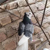 شازده سبز کلای نر بدون ایراد|پرنده|بم, |دیوار