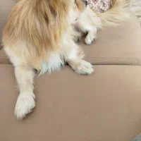 سگ روباهی|سگ|یاسوج, |دیوار