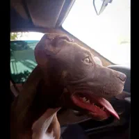 سگ پیتبول خالص