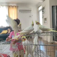 عروس هلندی لوتینو|پرنده|مرودشت, ابوذر شمالی‎|دیوار