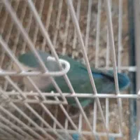یک جفت کوتوله برزیلی و یک دونه مرغ عشق ..