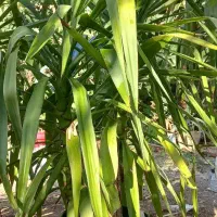 گل یوکا|گل و گیاه طبیعی|خفر, |دیوار