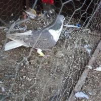 کفتر ساده قهوهای رنگ نر مست