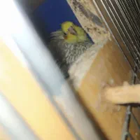 عروس هلندی مولد و تک|پرنده|تاکستان, |دیوار