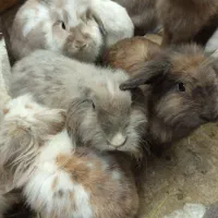 خرگوش لوپ اصیل ماده