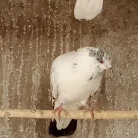 چلچله ای پرشی