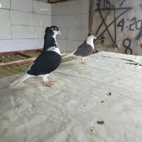 نروماده ساده کاکلی و یجفت خال