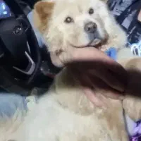 چاو چاو