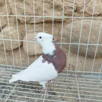 کفتر طوق شازده وسرک طافته ای