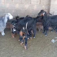 بز کهره