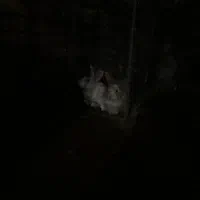 خرگوش جفت گیری مکنن