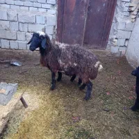 فروش میش بره دار