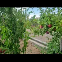 باغ-ویلایی917متری-پرحاصل-دراسکو-با-موقعیت-بی-نظیر