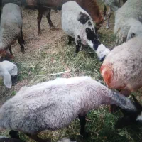 گوسفند فروشی