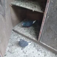 کبوتر پلنگ ماده|پرنده|کرمان, |دیوار