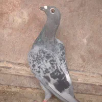 جوانه‌نر‌مگس‌مسافتی