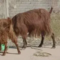 کره
