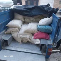 گندم دیم
